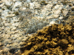 Coenotephria ablutaria