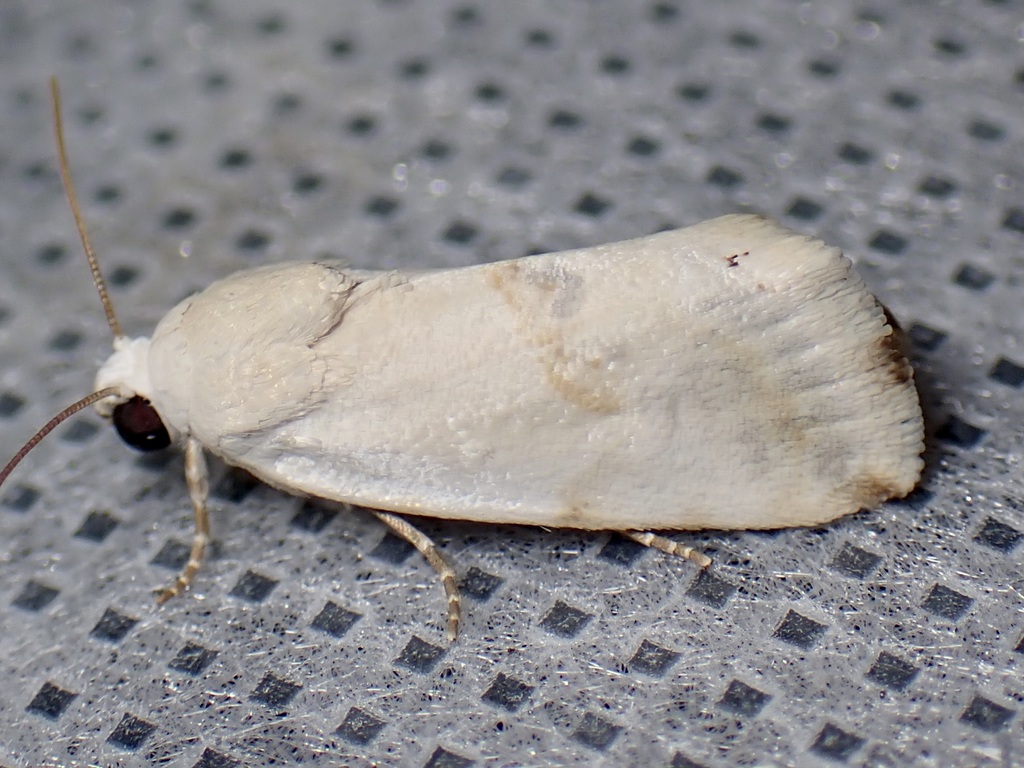 Ponometia acutus