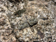 Coenotephria ablutaria
