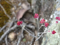 Pseudognaphalium roseum