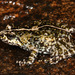 Mongrel Frog - Photo (c) Werner Conradie, some rights reserved (CC BY-NC-ND), uploaded by Werner Conradie
