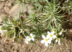 Leptosiphon nuttallii pubescens