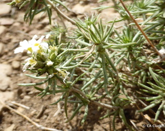 Leptosiphon nuttallii pubescens