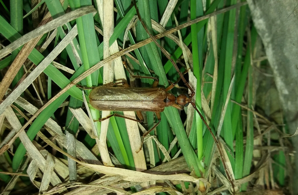 Vesperus ligusticus