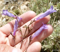 Penstemon scapoides