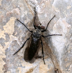 Brachyrhopalinae