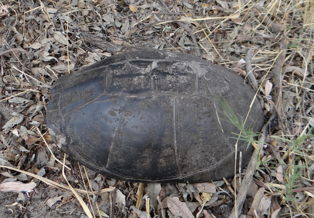 Okavango Mud Turtle from Bwabwata NP, Zambezi Region, Namibia on ...