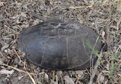 Pelusios bechuanicus