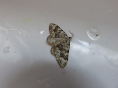 Coenotephria ablutaria