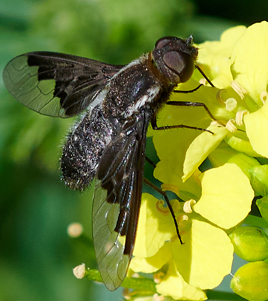 Hemipenthes eumenes