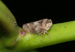 Mesargus