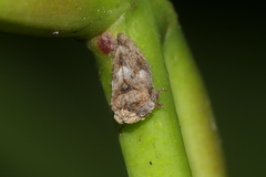 Mesargus