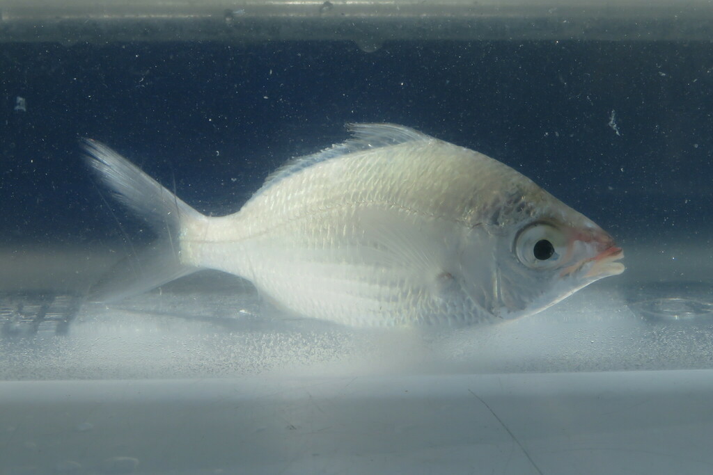 Jenny mojarra (Eucinostomus gula) — Gerreidae
