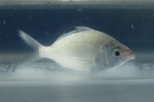 Jenny mojarra (Eucinostomus gula) — Gerreidae