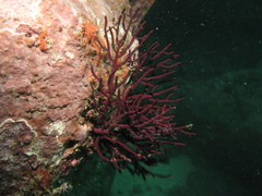 Leptogorgia rigida