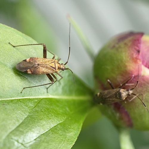 Spotted plant bug photo 4