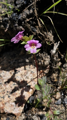 Erythranthe acutidens (Erythranthe acutidens)