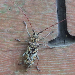 Monochamus marmorator