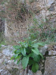 Verbascum levanticum