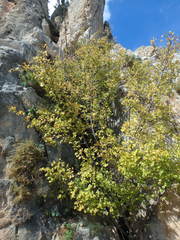 Styrax officinalis