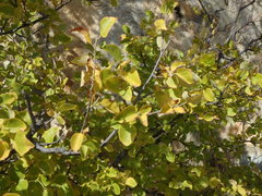 Styrax officinalis