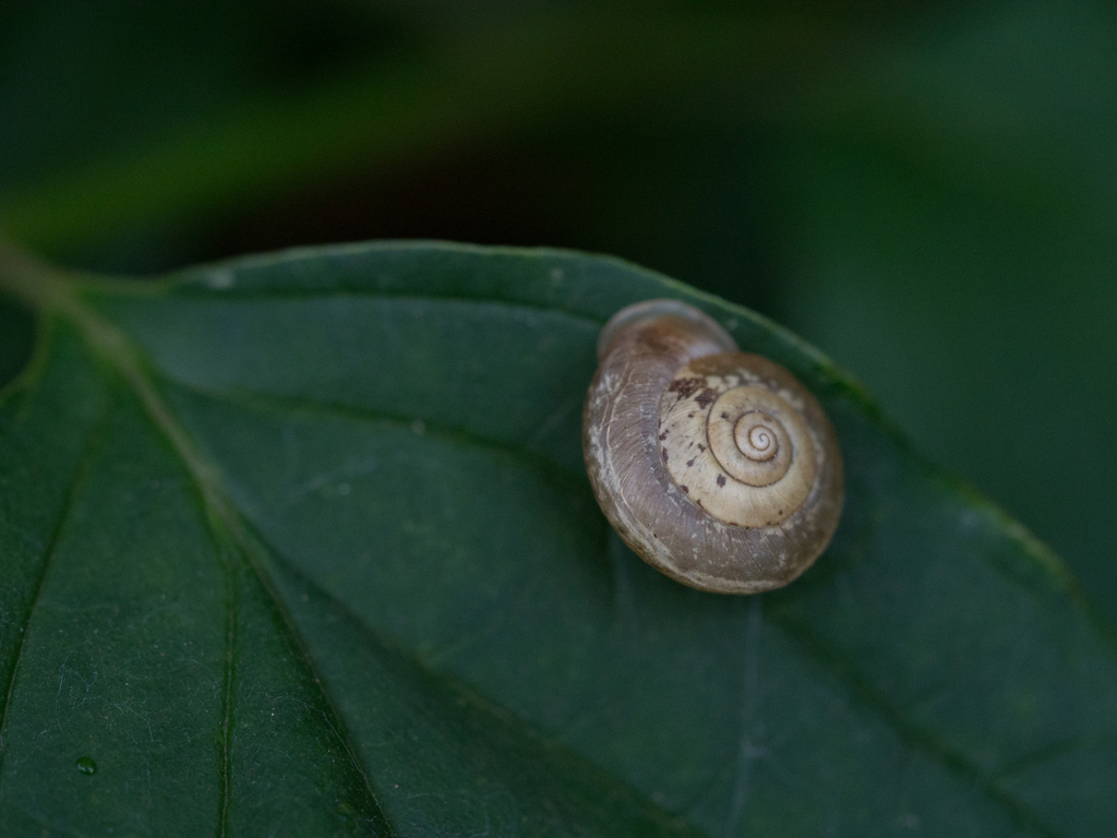 Urticicola umbrosus