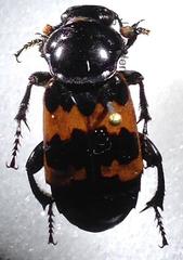 Nicrophorus marginatus