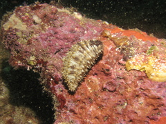 Holothuria impatiens