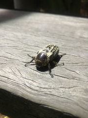 Dermolepida albohirtum