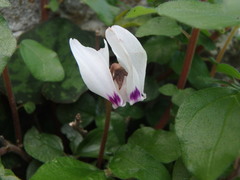 Cyclamen cyprium