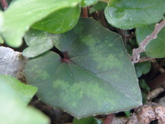 Cyclamen cyprium