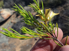 Diosma acmaeophylla