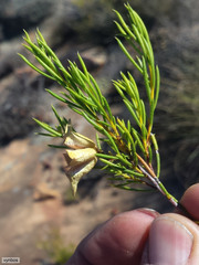 Diosma acmaeophylla