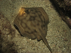 Urobatis concentricus