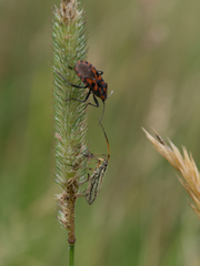 Leptopterna dolabrata