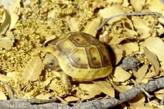 Testudo graeca terrestris