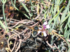 Pelargonium laevigatum
