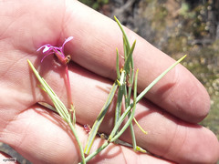 Pelargonium laevigatum