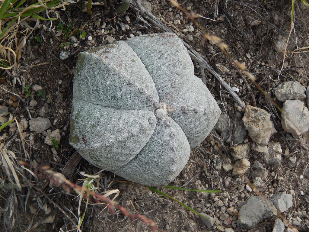 Astrophytum