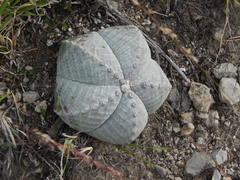 Astrophytum myriostigma