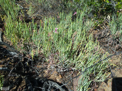 Pelargonium laevigatum