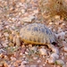 Souss Valley Tortoise - Photo (c) Roberto Sindaco, some rights reserved (CC BY-NC-SA), uploaded by Roberto Sindaco