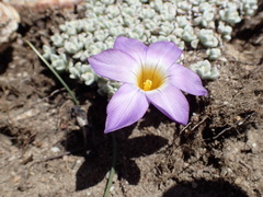 Romulea atrandra esterhuyseniae
