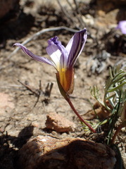 Romulea atrandra esterhuyseniae