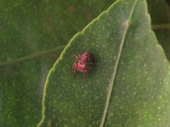 Metaphidippus