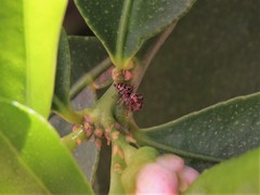 Metaphidippus