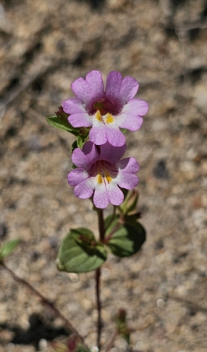 Image of Erythranthe acutidens by (c) Chris Winchell, some rights reserved (CC BY)