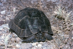 Testudo graeca ibera