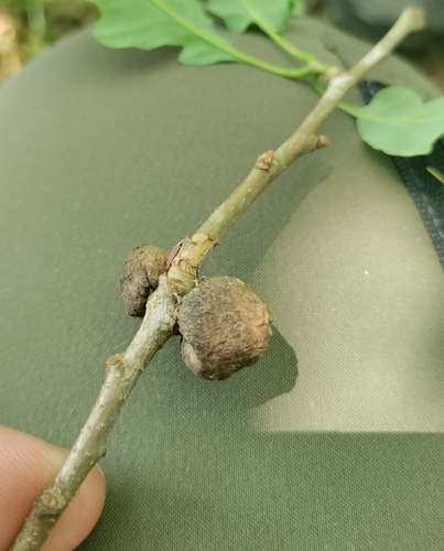 Andricus glutinosus