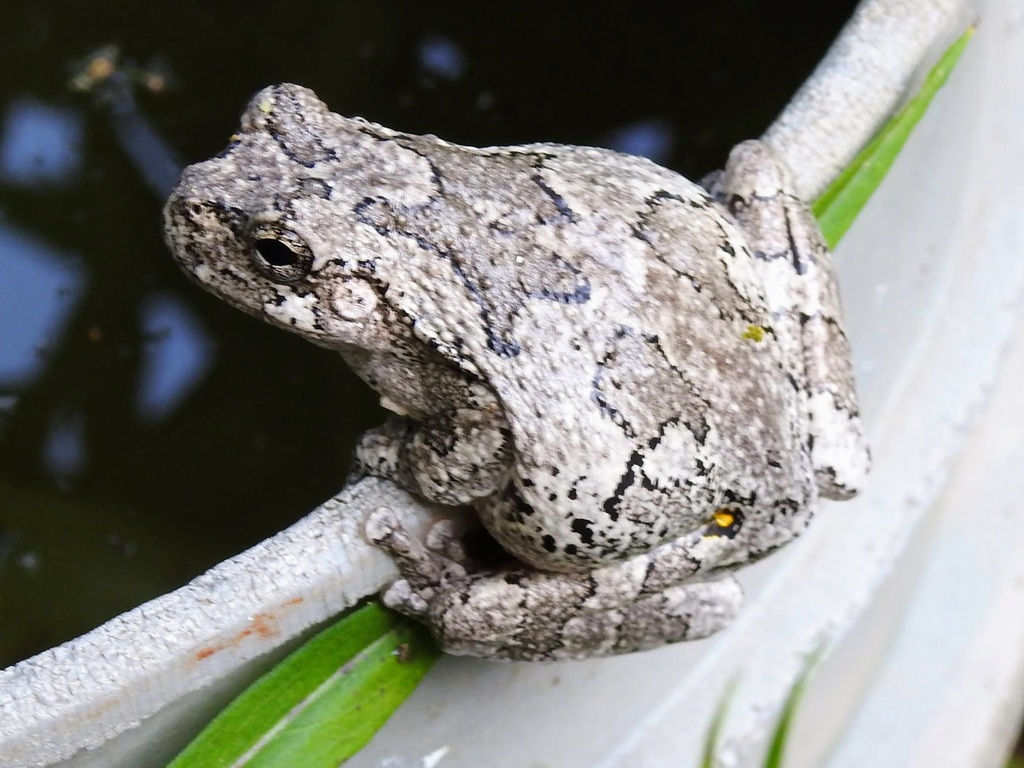 Gray Treefrog Species Complex from Greenbelt, MD, USA on May 31, 2023 ...